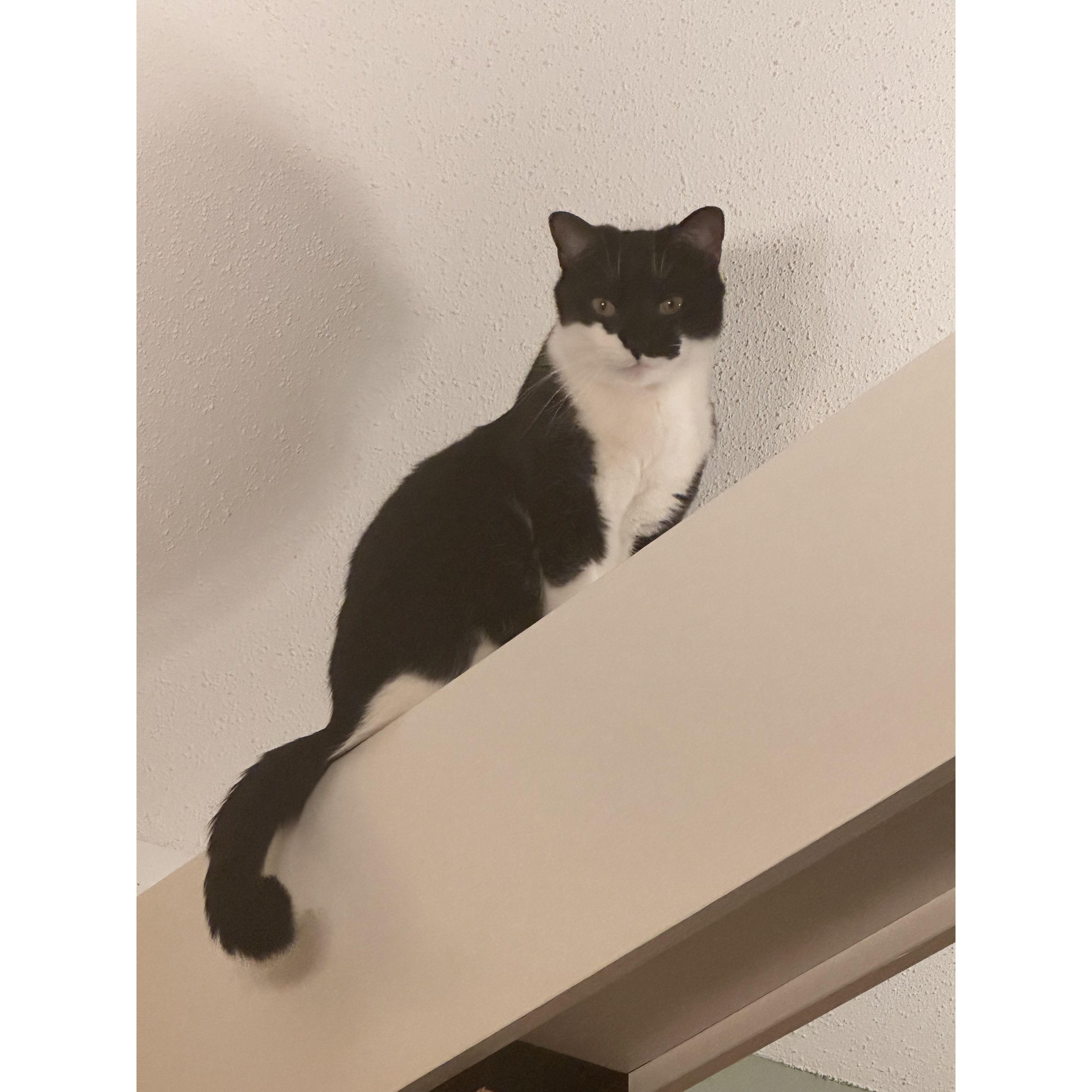 Oz waiting for wet food