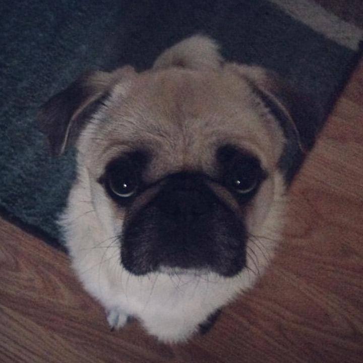 One of their adorable fur babies, Bandit