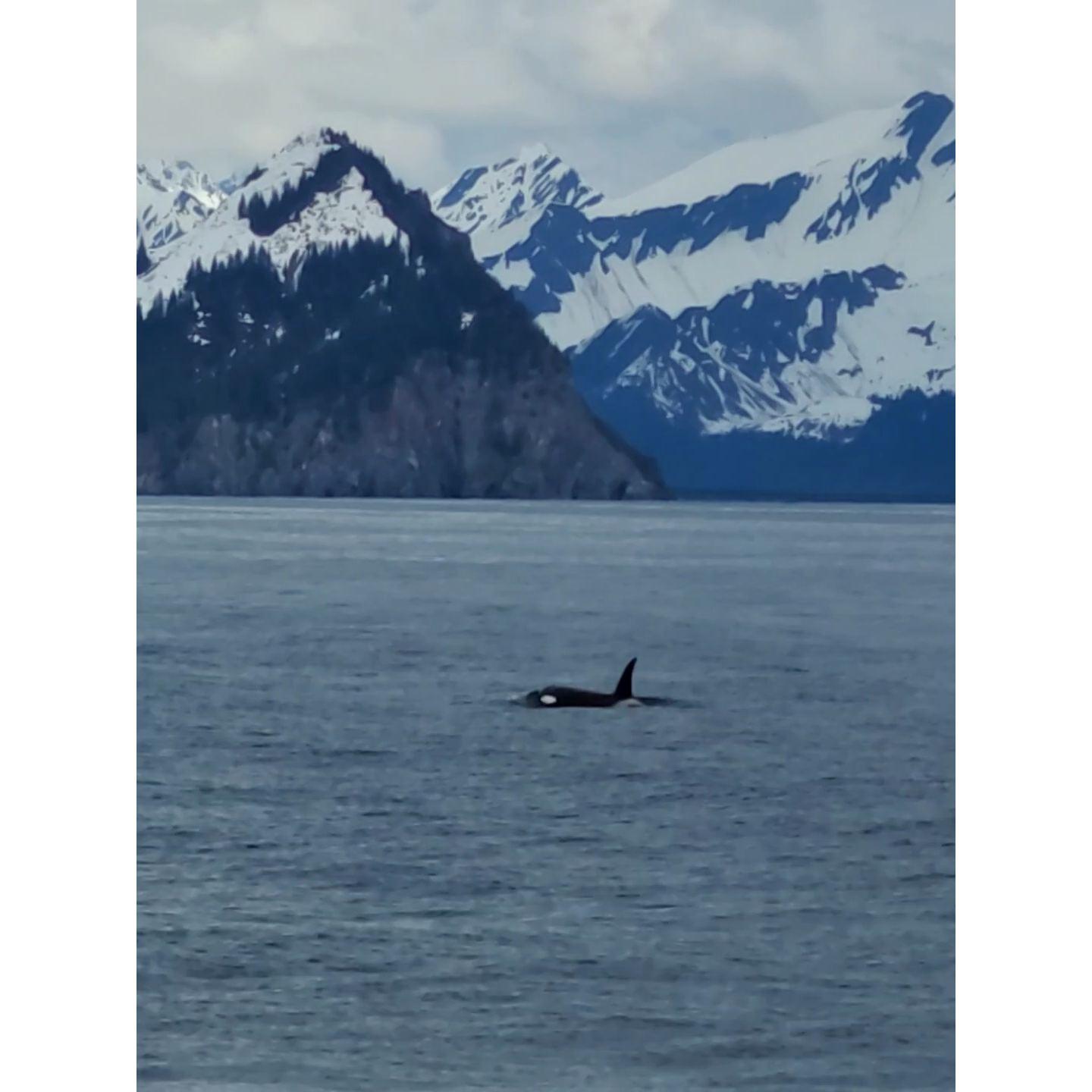 Shamu!