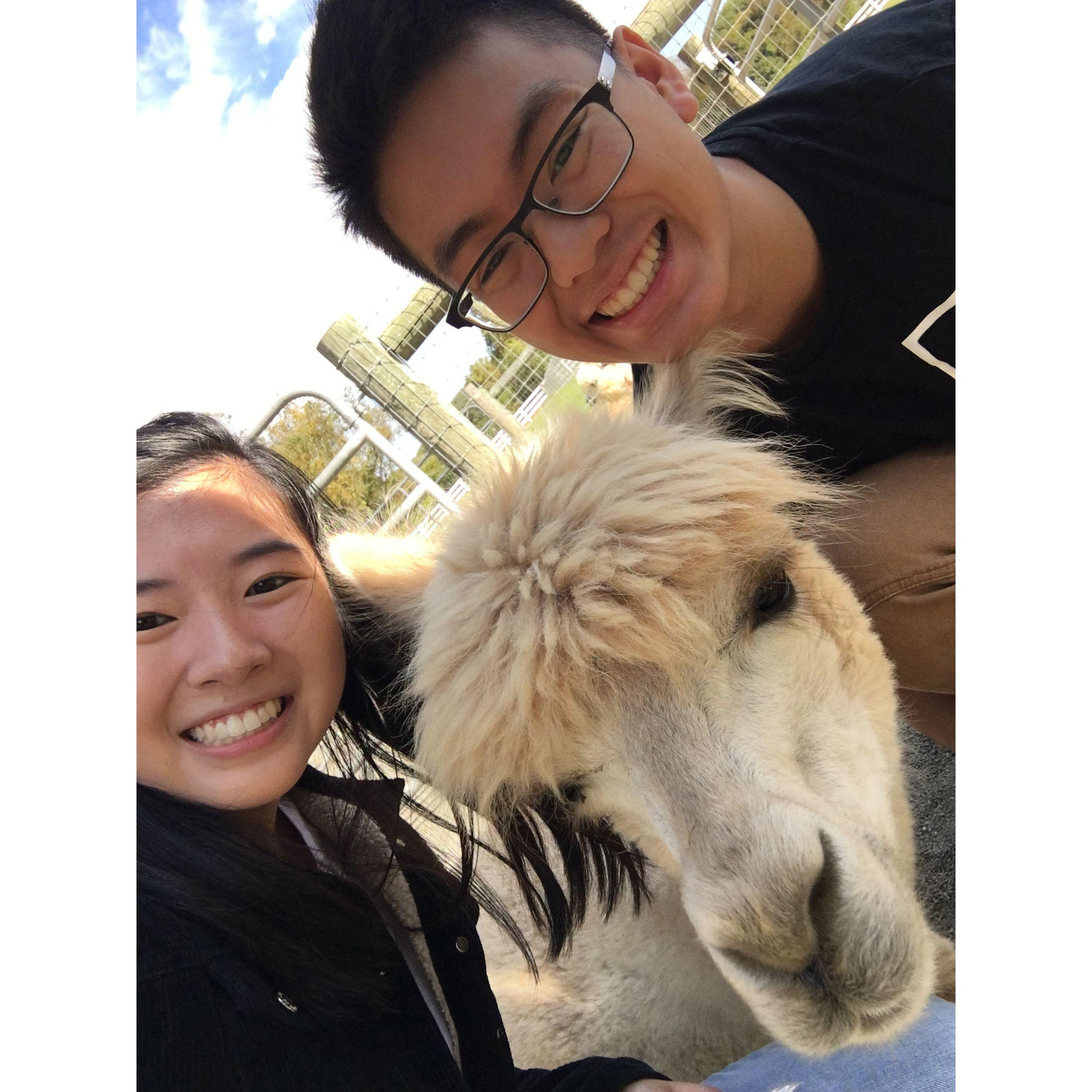 OCTOBER 2019 - Visited the Alpaca Farm Together for Clarissa's birthday