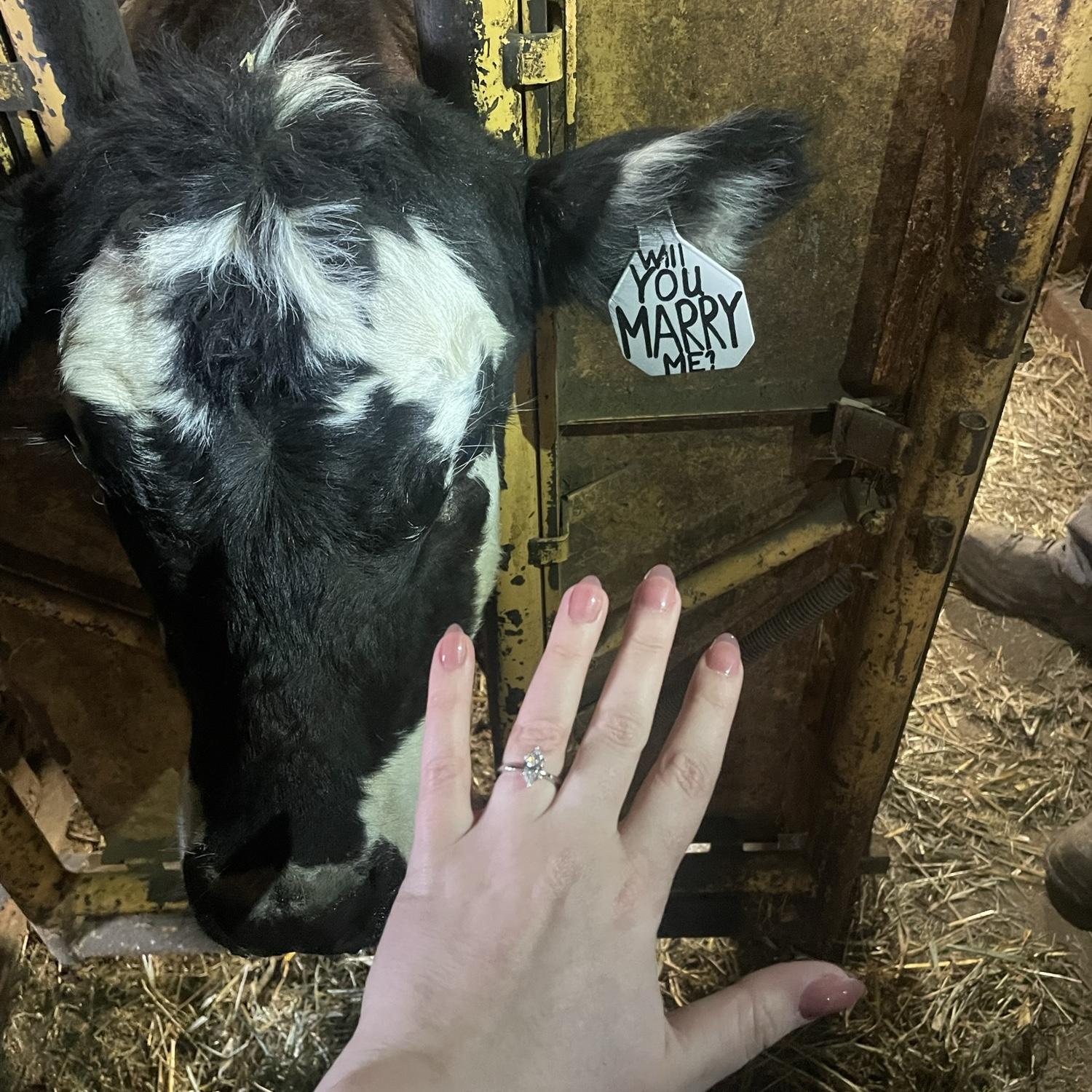 Newly Engaged! Our Favorite Cow!