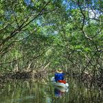 Ted Sperling Nature Park and mangrove tunnels
