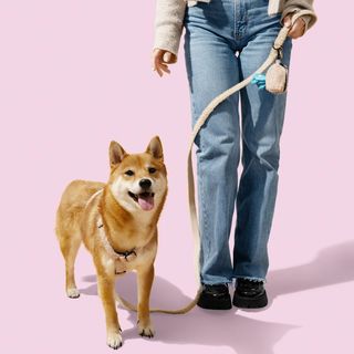Teddy Large Harness & Leash Walk Set