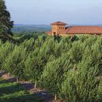 Texas Hill Country Olive Co.