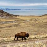 Antelope Island