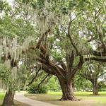 City Park