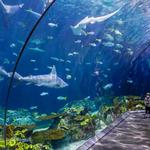 Shedd Aquarium
