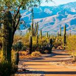 Saguaro National Park