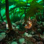 God's Pocket Marine Provincial Park Diving