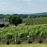 Barboursville Vineyards