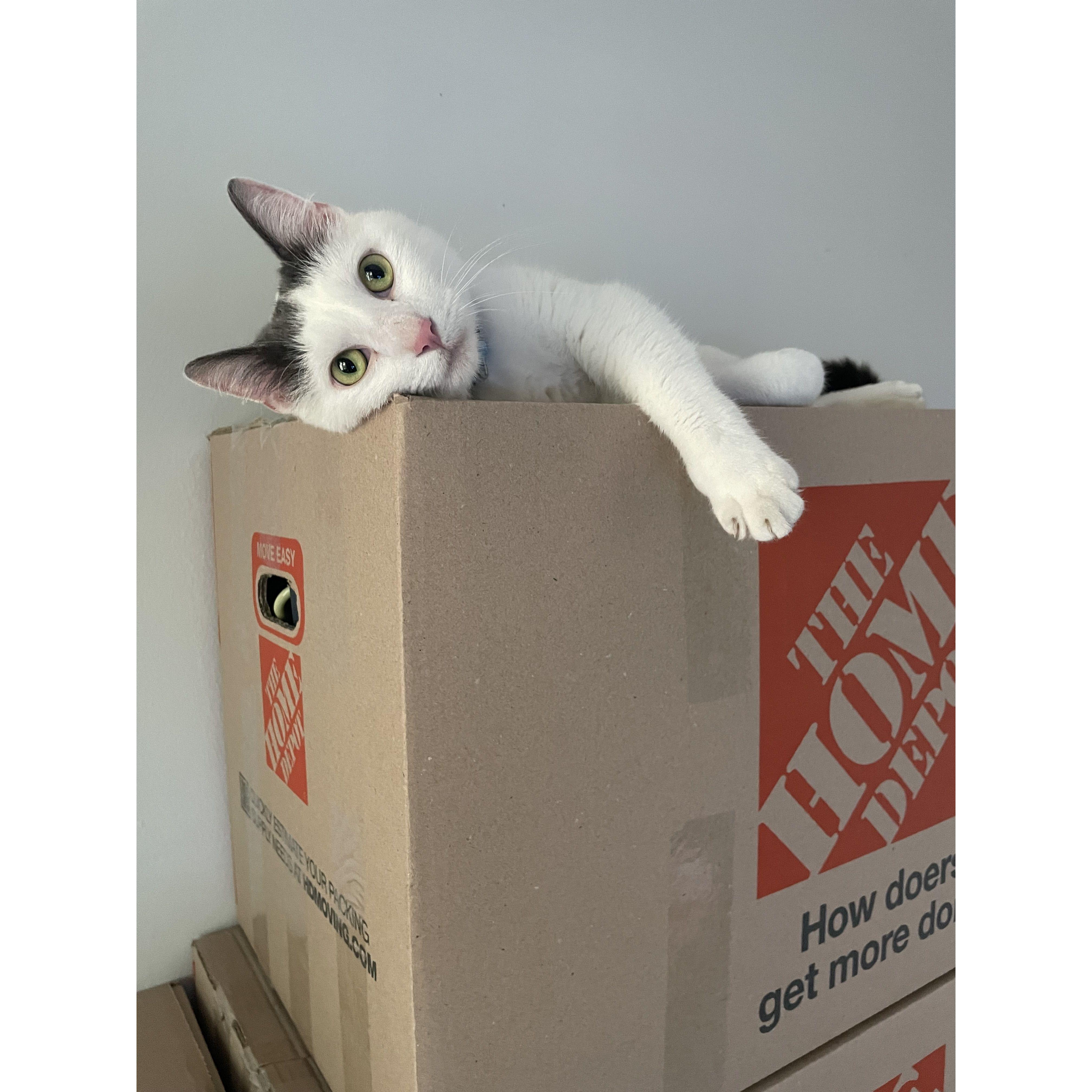 Loki, our sweet cat, who loved to scale our mountain of boxes when we first moved into our new home in summer 2023!