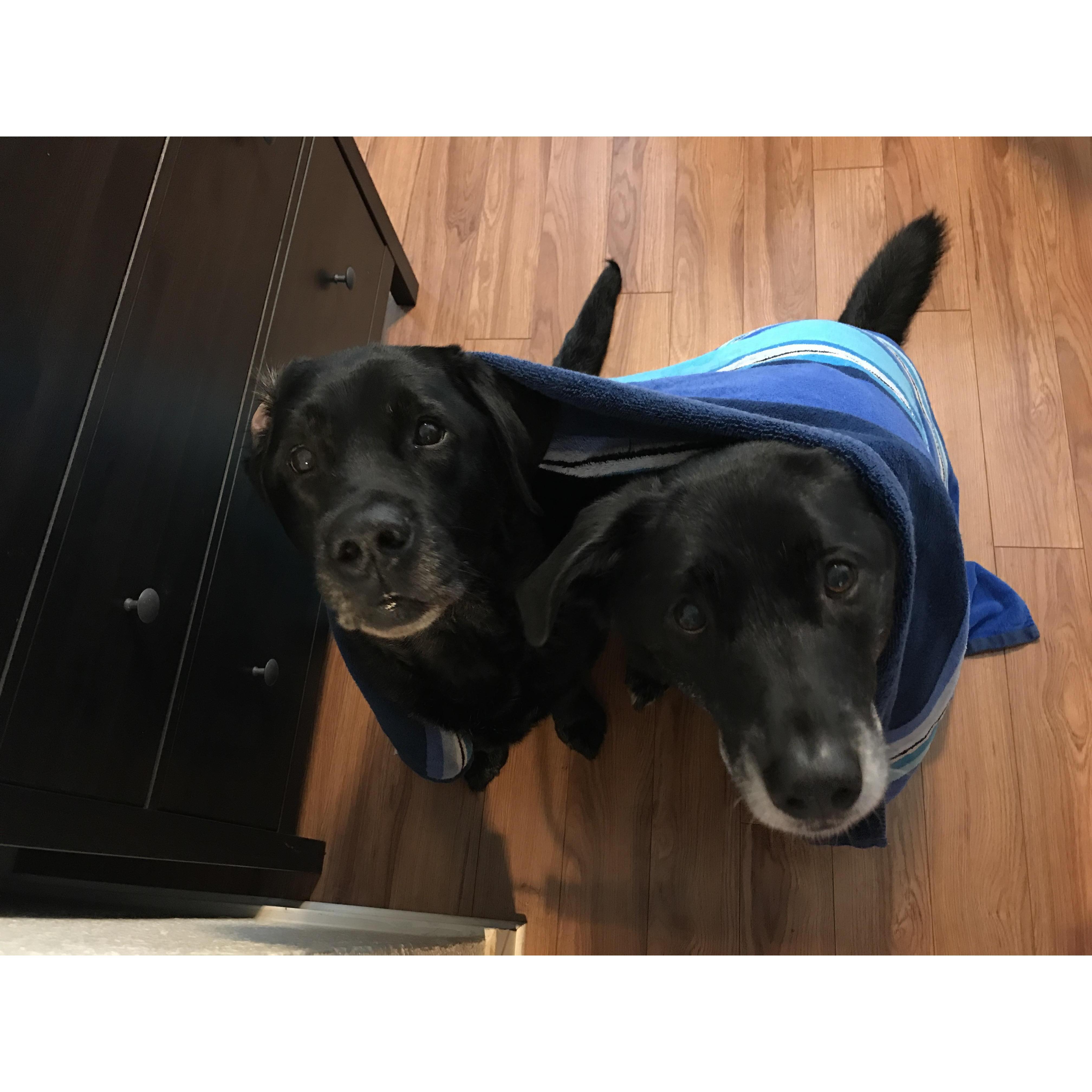 Our favorite dudes, Growler and Stew Bear
