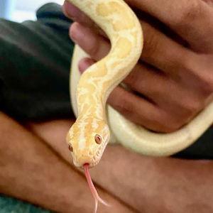 Snake Food Fund