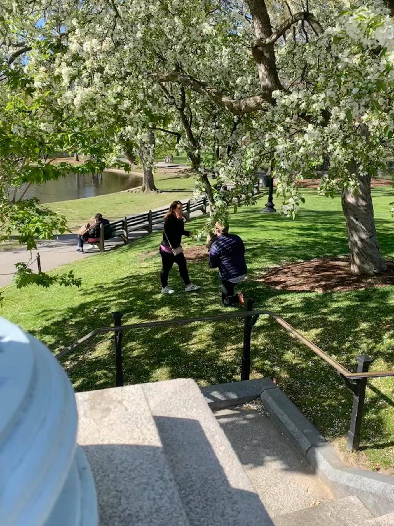 Our proposal, Boston Public Gardens, 2022