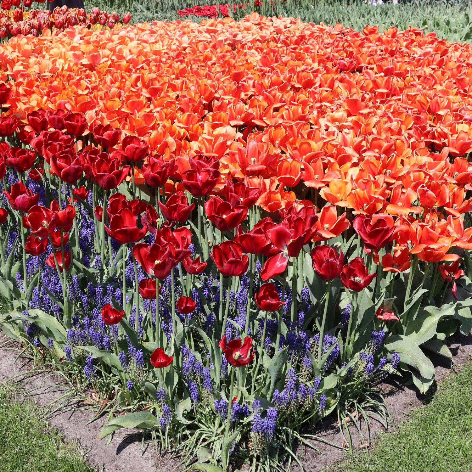 Words cannot fully express the beauty of tulip season near Amsterdam!