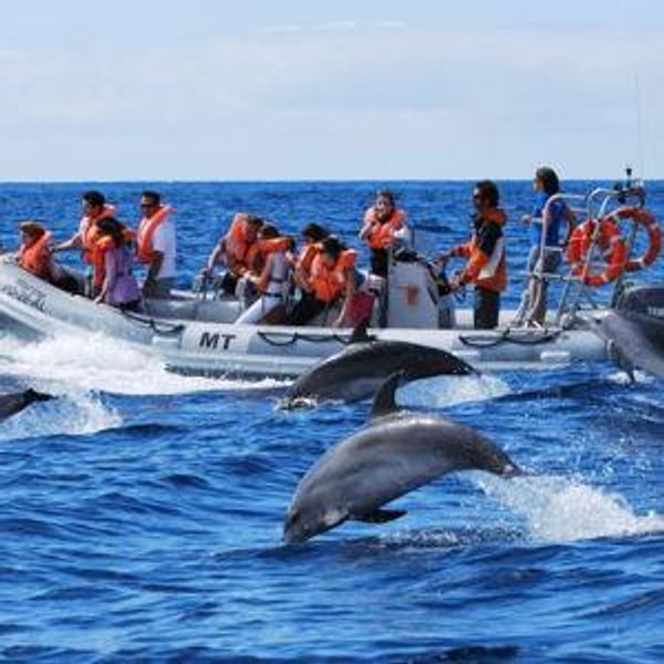 Whale Watching tour in Portugal