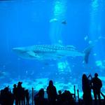 Georgia Aquarium
