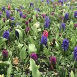 Sherwood Gardens