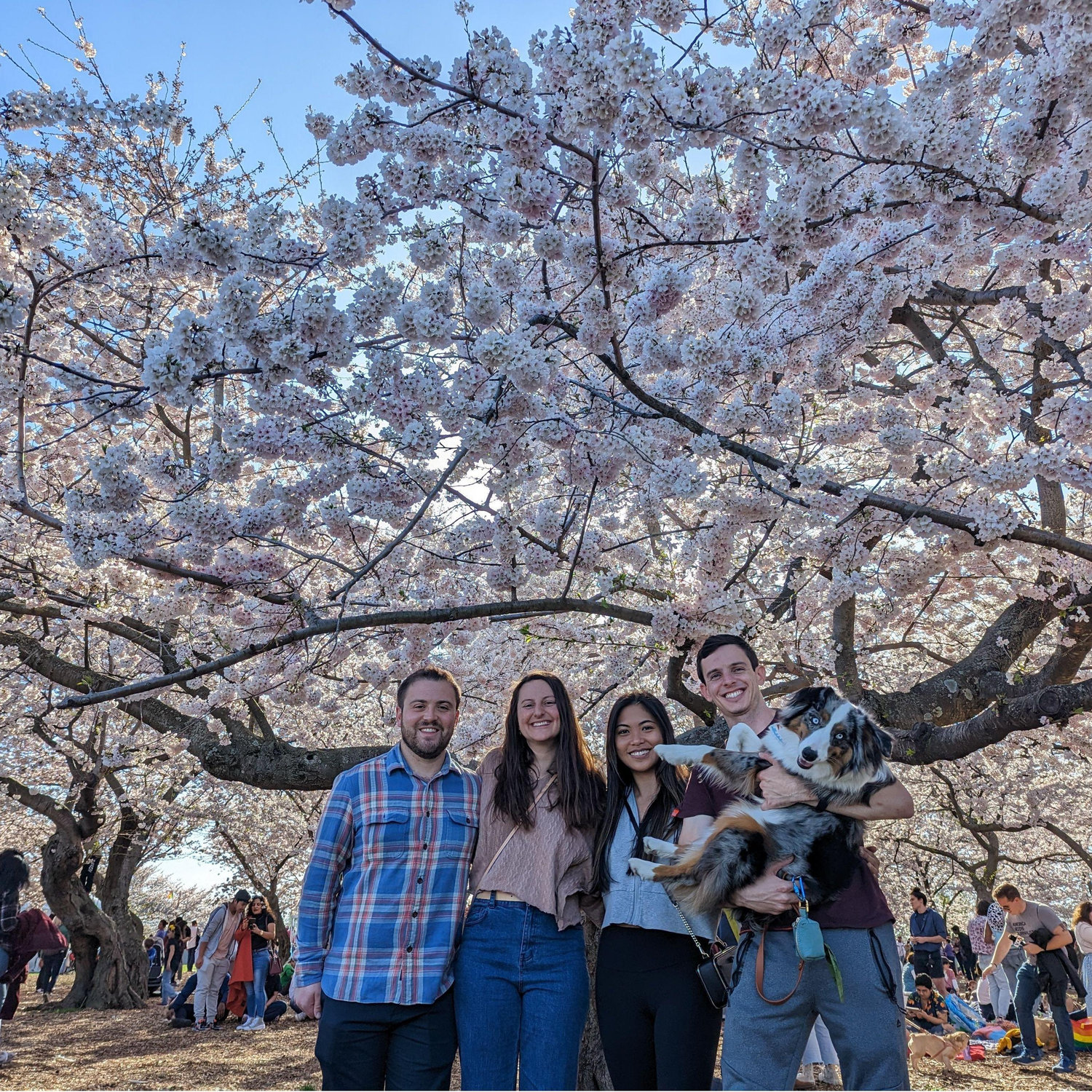 Family time in the cherry blossoms - Washington, DC