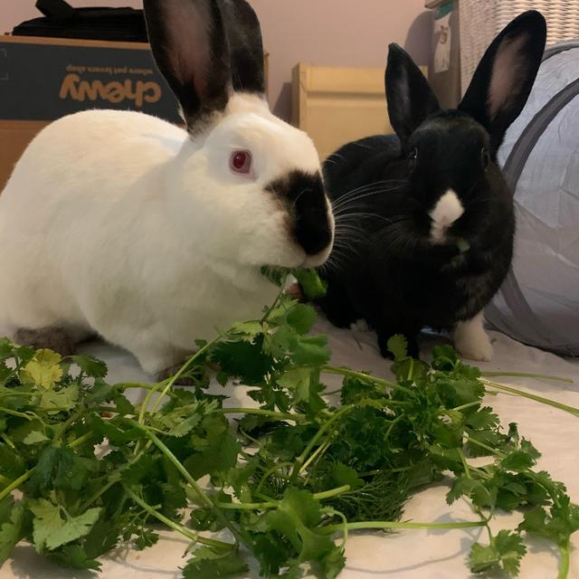 Donation to Minnesota Companion Rabbit Society
