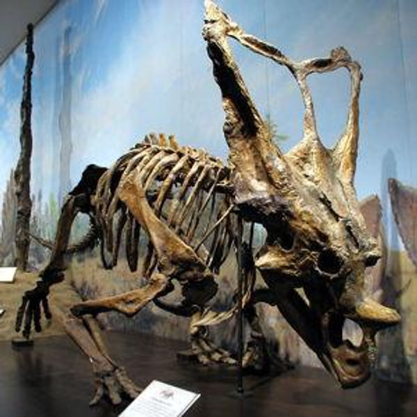 Dinosaur Provincial Park Tour