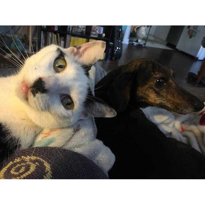 Luna the cat and Minerva the doxie getting along.