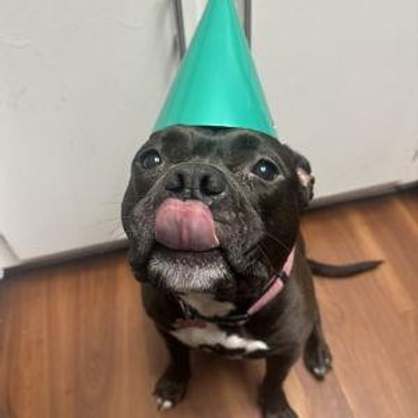 Treat Fund