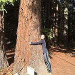 Reinhardt Redwood Regional Park
