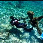 Negril Glass Bottom Boat Tour Snorkeling and Booby Cay