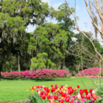 Airlie Gardens