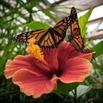 Butterfly Pavilion