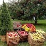 Pine Hill Orchard