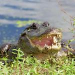 Brazos Bend State Park