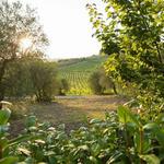 Walk or Bike around the Estate