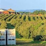 Marker-Miller Orchards