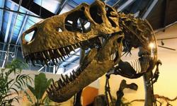 Rocky Mountain Dinosaur Resource Center