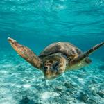 Loggerhead Marinelife Center