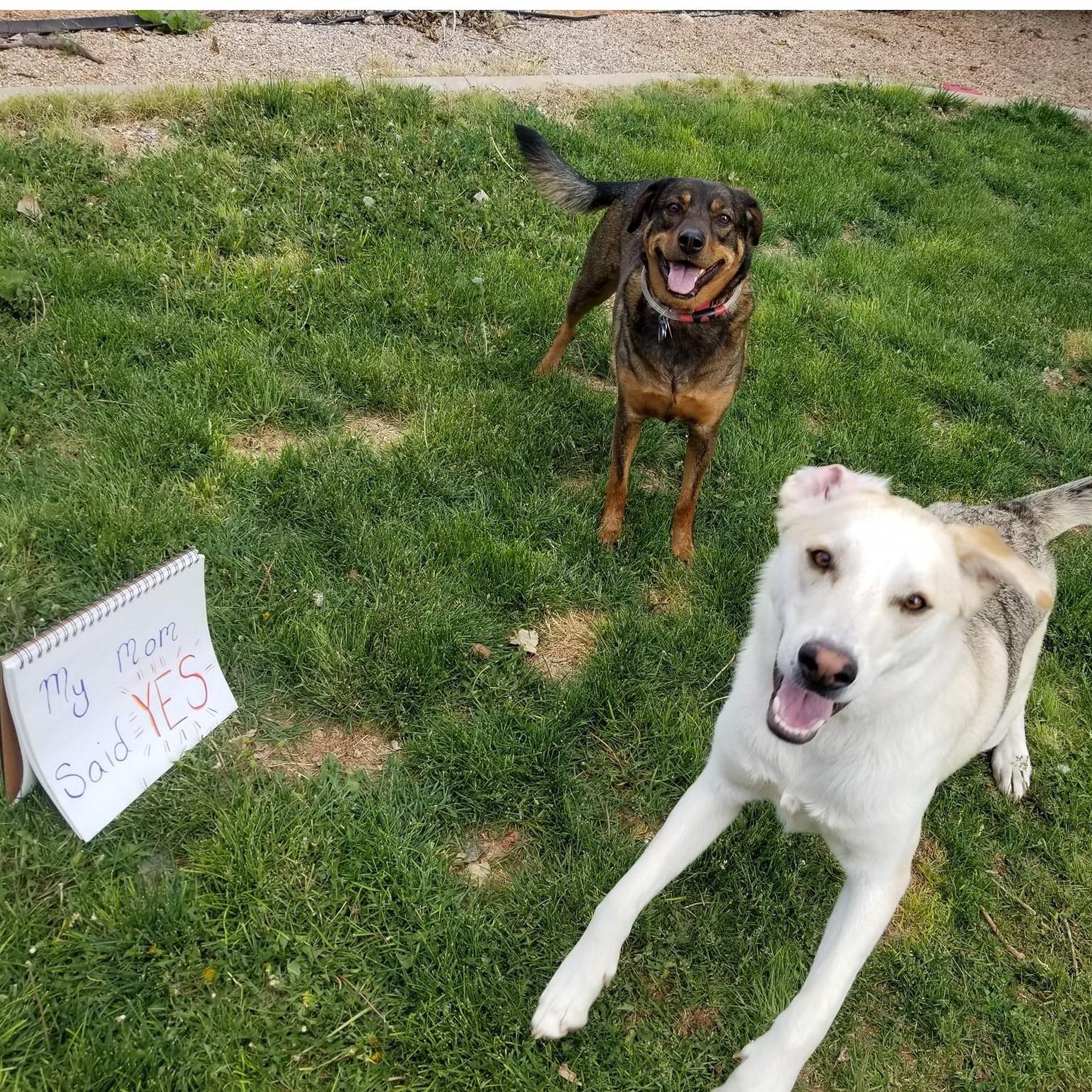 Kyle and Cynder announcing that Alaina said yes!