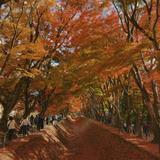 Lake Kawaguchi Maple Corridor