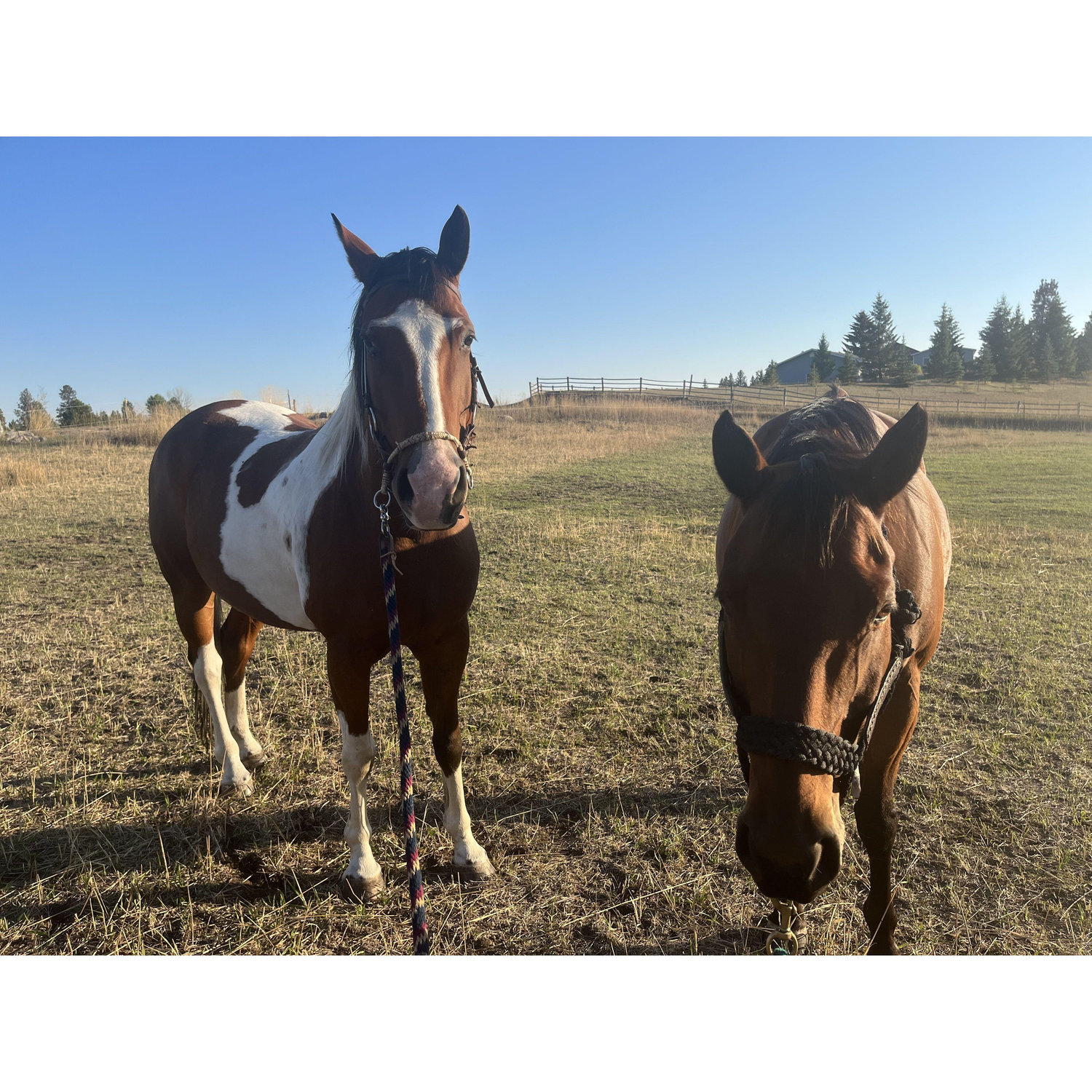 Our horses, Pippin & Henry