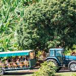 Tropical Fruit World
