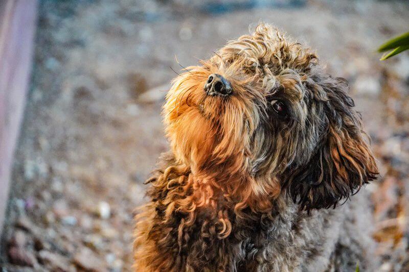 One of our dogs, Winston