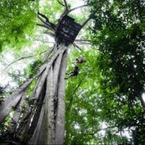 Chiang Mai Rainforest Canopy Zipline Adventure