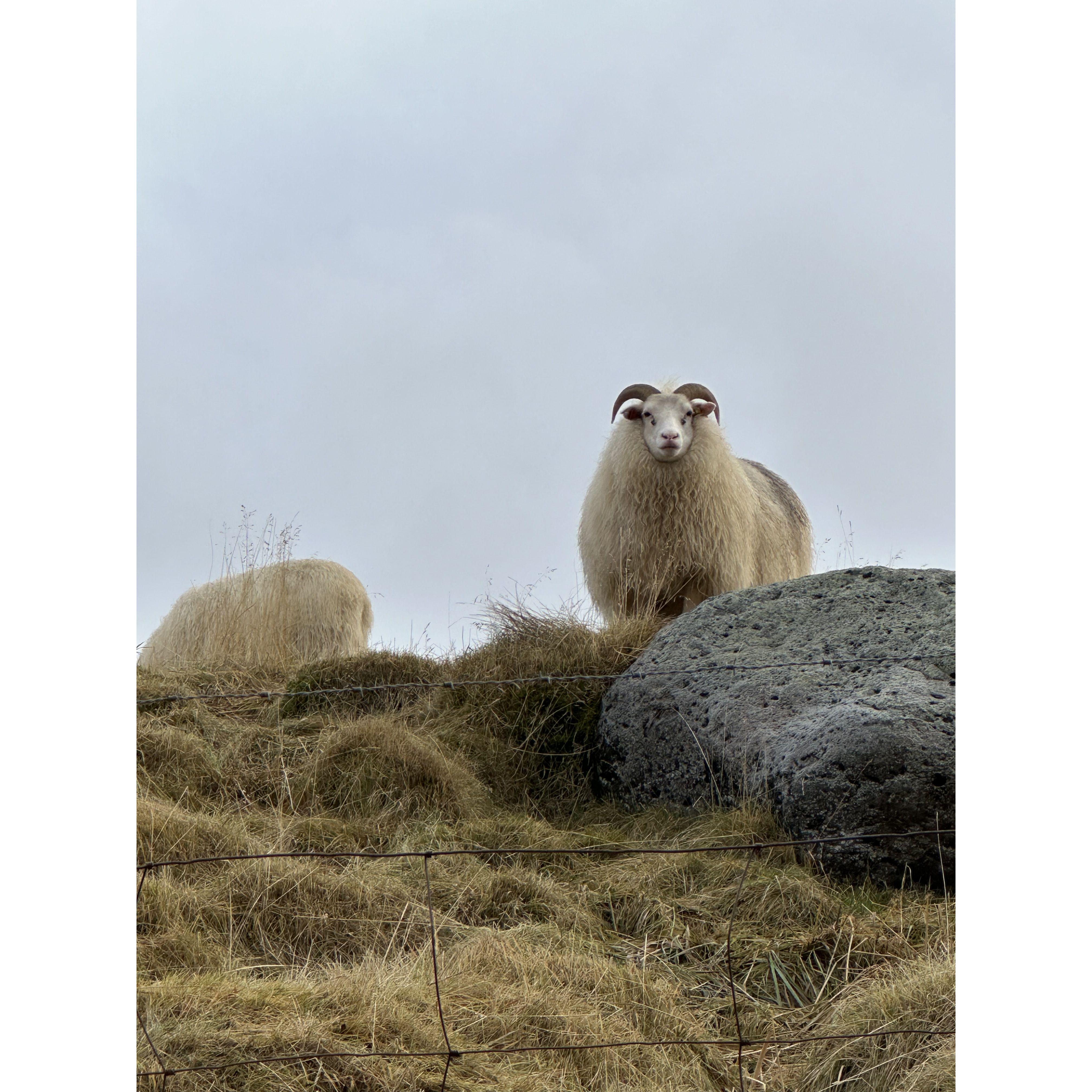 Icelandic sheep