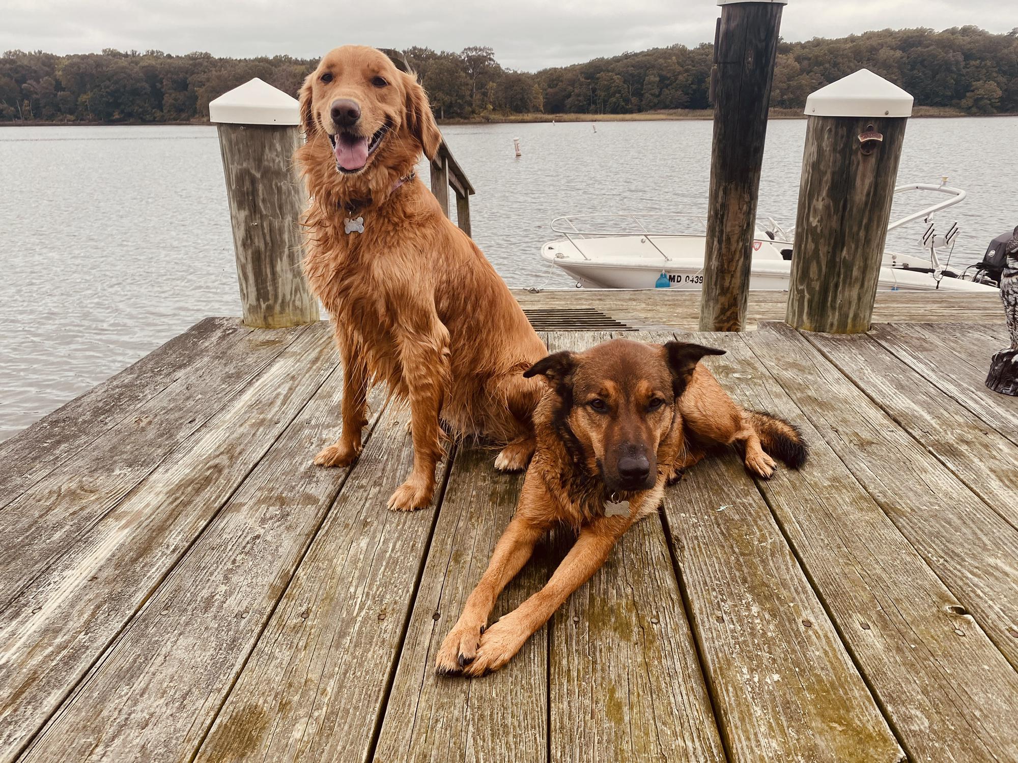 Lola & Duke on the dock at the river (they love swimming here!)