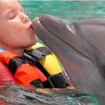 Dolphin Discovery Puerto Aventuras