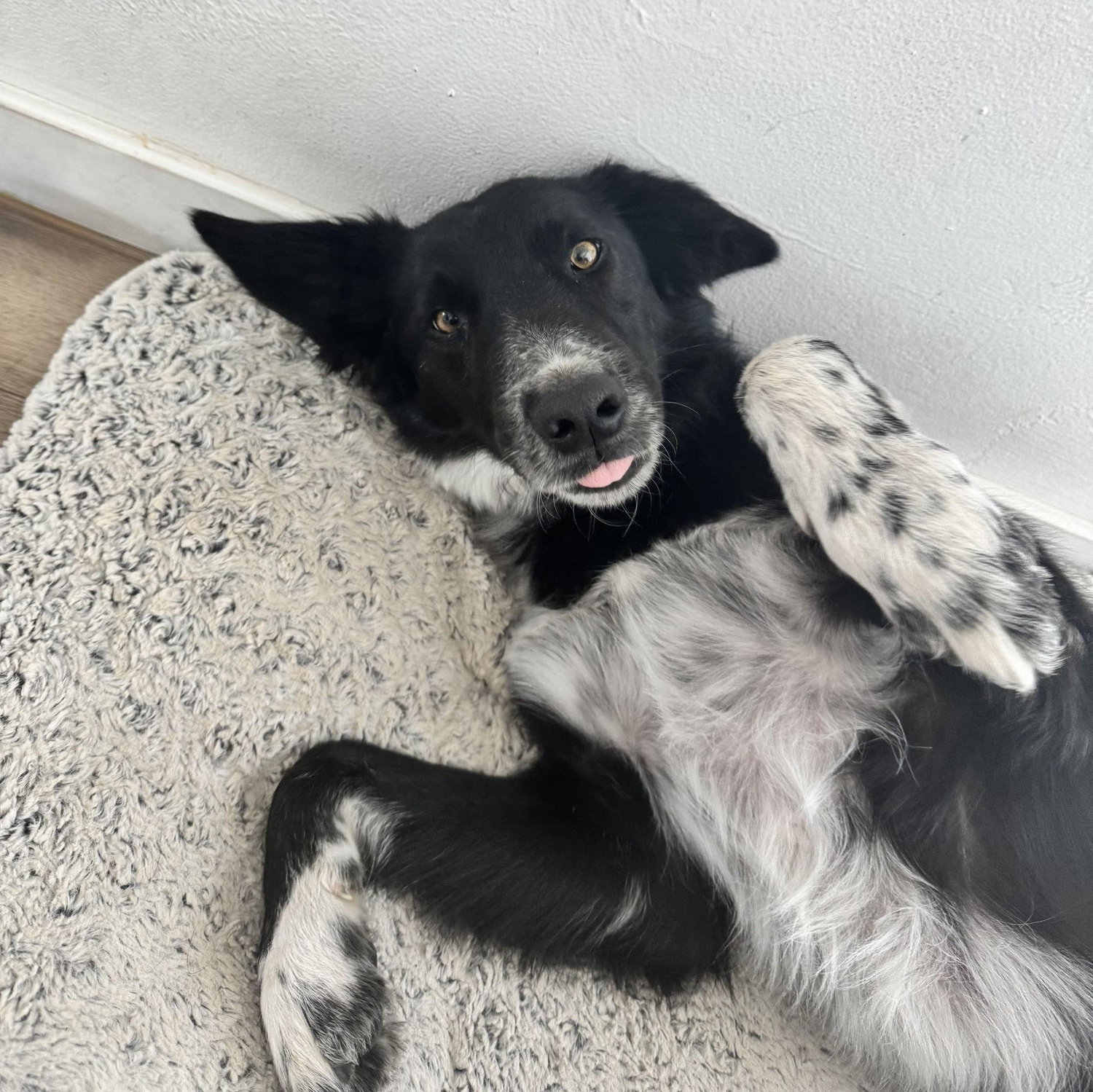 Our second son, Otis, an agent of chaos with a heart of gold.