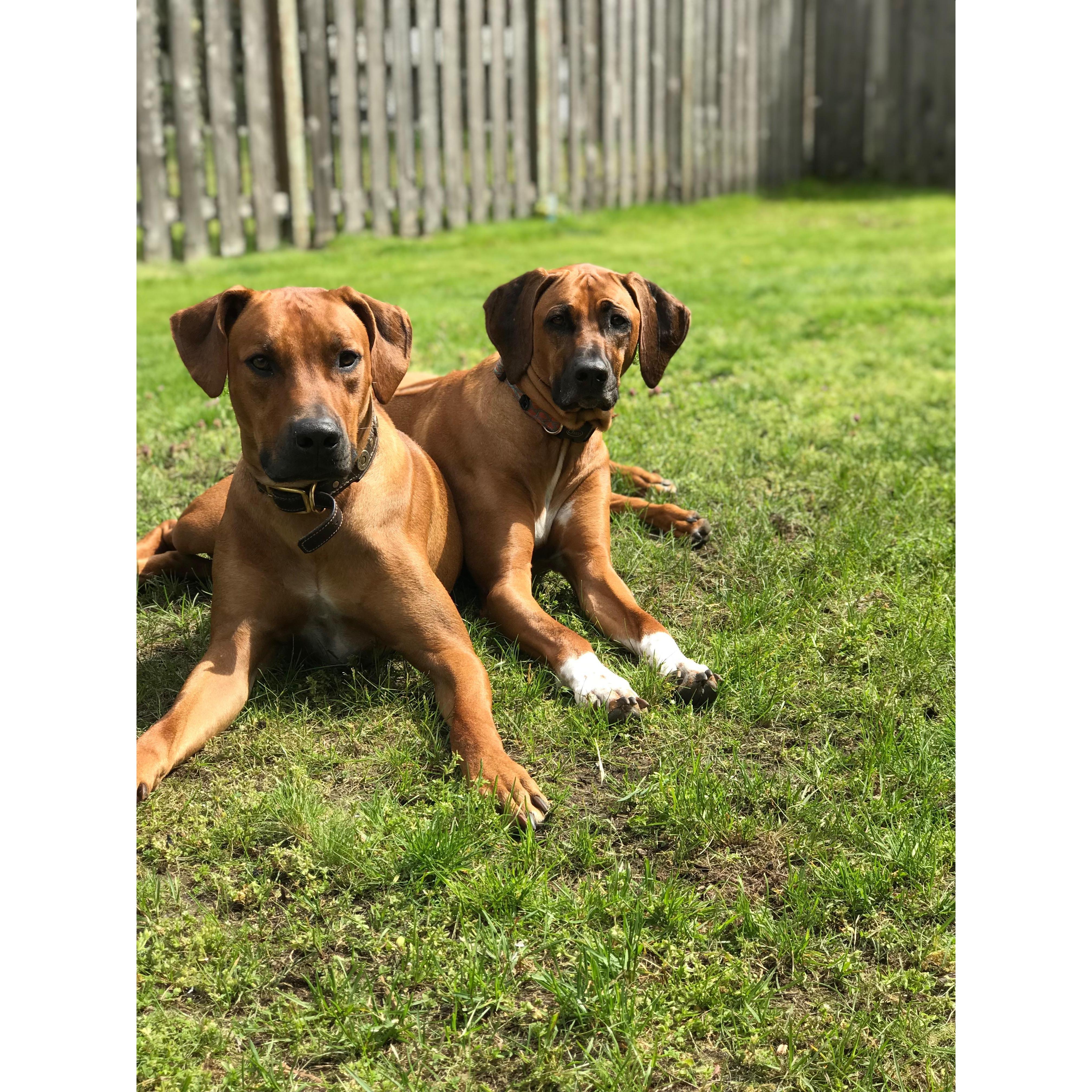 The pups