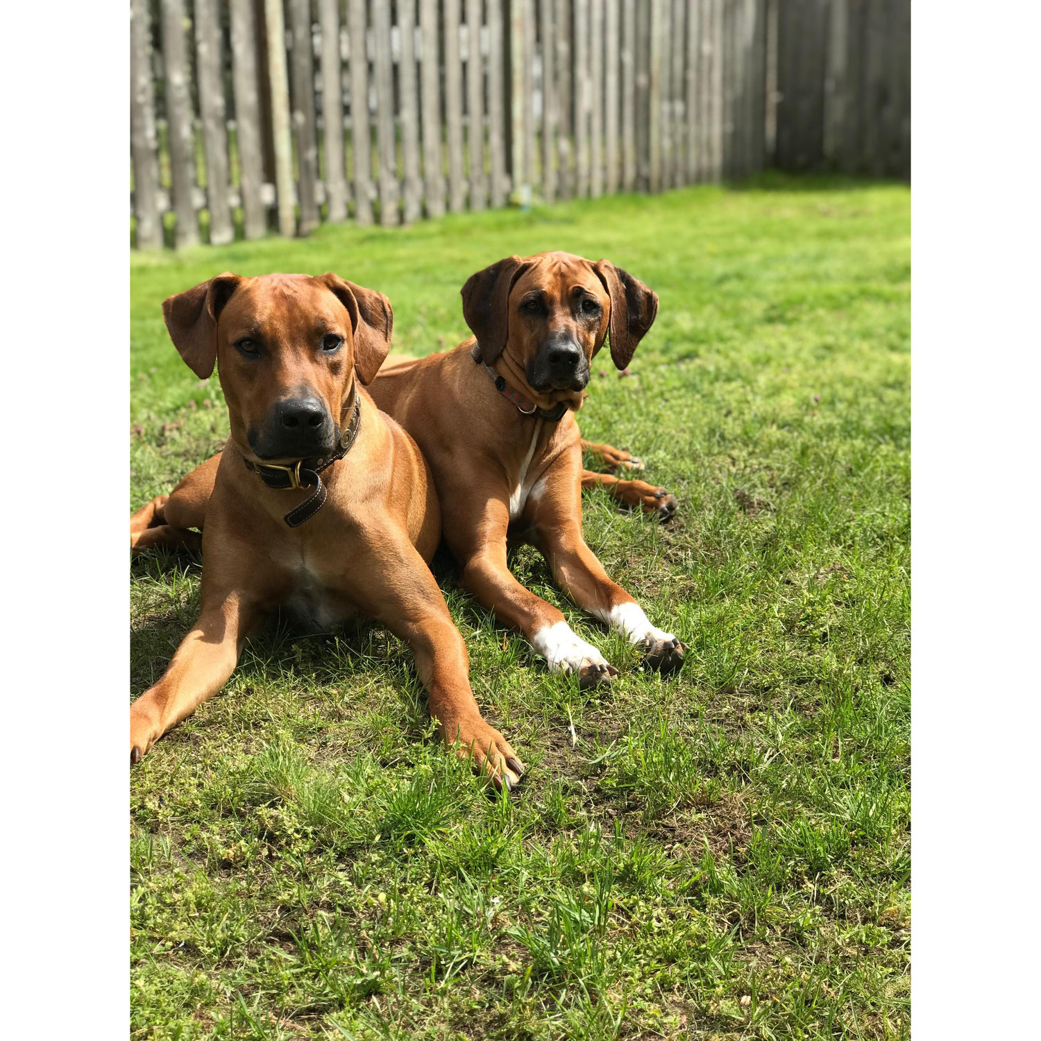The pups