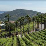 Sunshine Mountain Vineyard